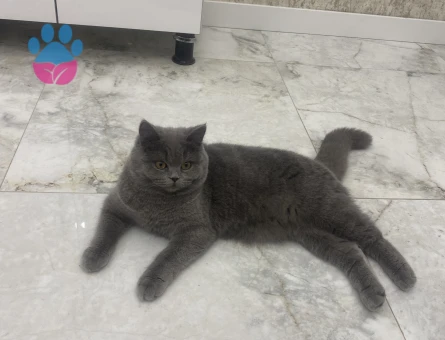 British shorthair Kızım Kızgınlıkta