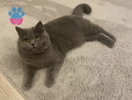 British shorthair Kızım Kızgınlıkta