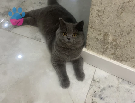 British shorthair Kızım Kızgınlıkta
