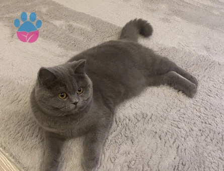 British shorthair Kızım Kızgınlıkta