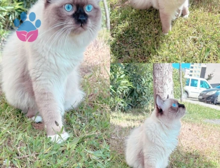 Ragdoll Oğlumuza Eş Arıyoruz