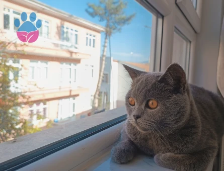 British Shorthair 1 Yaşında Eş Arıyor