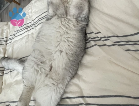 Scottish Straight 5 Yaşında Eş Arıyor