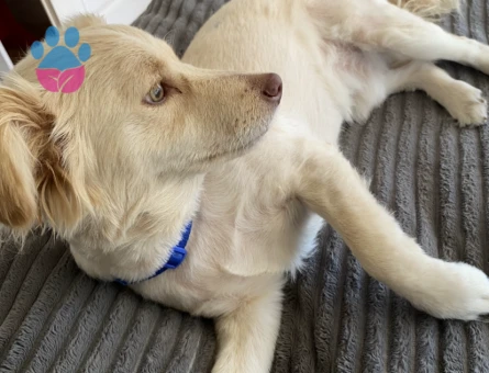 3 Yaşında Oğlumuza Eş Arıyoruz Kızgınlıkta