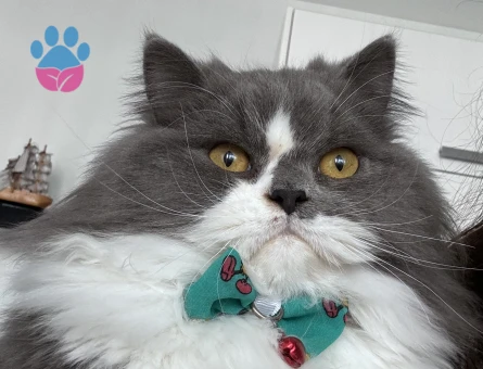 Kızıma eş arıyoruz