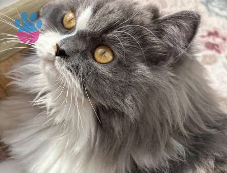 Kızıma eş arıyoruz