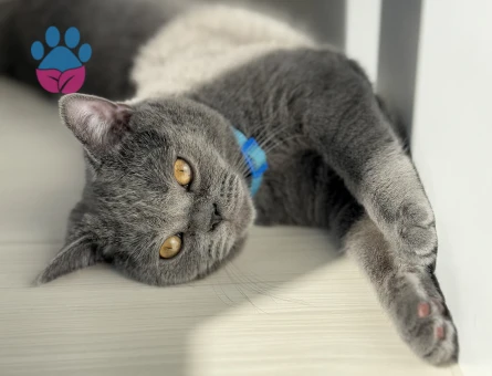 British oğluma dişi kedi arıyoruz