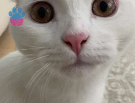 Oğlumuza eş ariyoruz