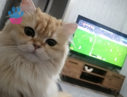 Golden Black long hair