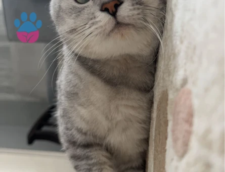 Oğluma güzel kız arıyorum