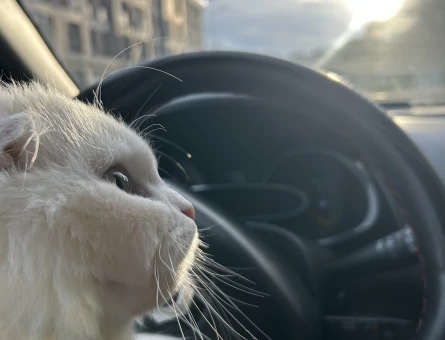 2 Yaşında Scottish Fold Eş Arıyor - 118983950