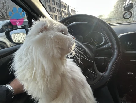 2 Yaşında Scottish Fold Eş Arıyor