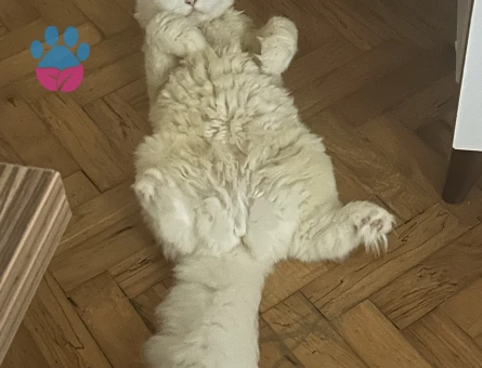 2 Yaşında Scottish Fold Eş Arıyor