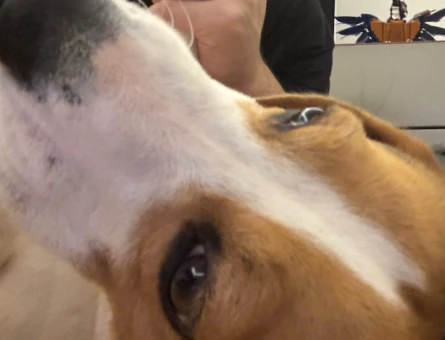 Çiftleştirilcek beagle 1 Yaşında Eş Arıyor - 118983954