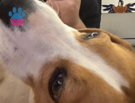 Çiftleştirilcek beagle 1 Yaşında Eş Arıyor