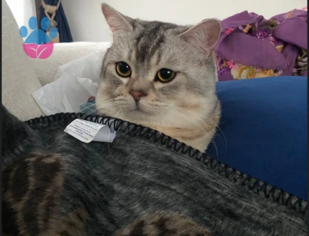 British Shorthair Oğluma Eş Arıyorum