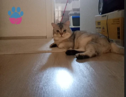 British Shorthair Oğluma Eş Arıyorum