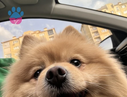 Oğluma eş arıyorum