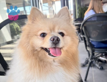 Oğluma eş arıyorum