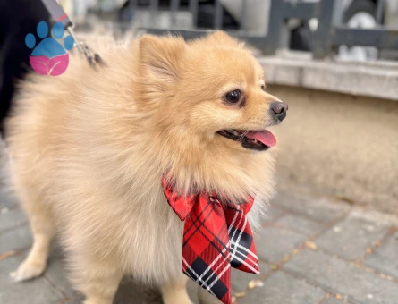 Oğluma eş arıyorum