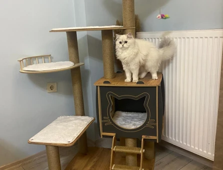 British longhair 1 Yaşında Eş Arıyor - 118984276