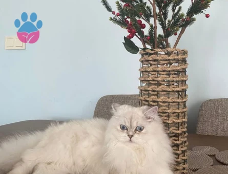 British longhair 1 Yaşında Eş Arıyor