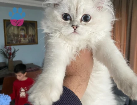 British longhair 1 Yaşında Eş Arıyor