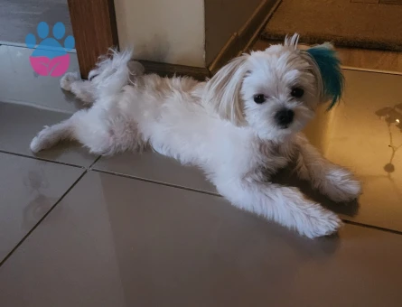 Maltipoo Oğluma Eş Arıyorum