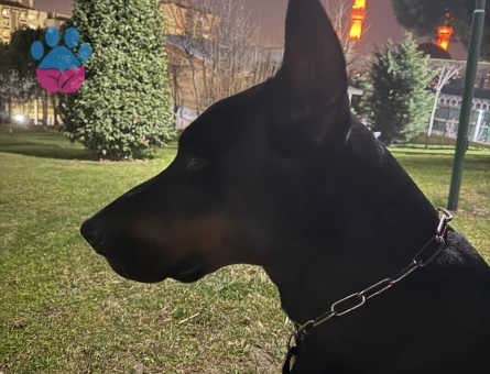VON BAGİRA SCR’li OĞLUMA EŞ ARIYORUM