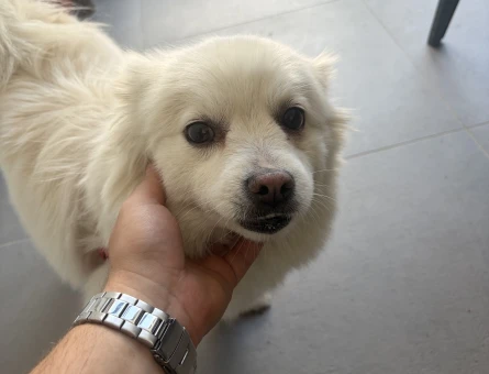 Spitz Kızıma Eş Arıyoruz - 118984279