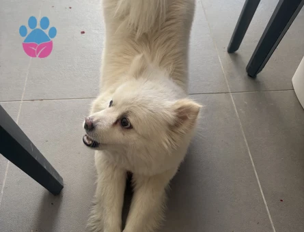 Spitz Kızıma Eş Arıyoruz
