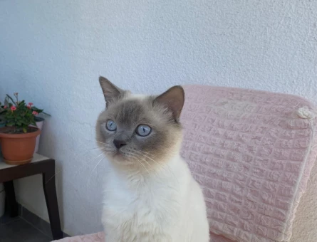 British Shorthair 1 Yaşındaki Kedim Kızgınlıkta - 118984281