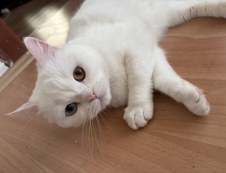 2 Yaşında British Shorthair Kızıgnlıkta - 118984282