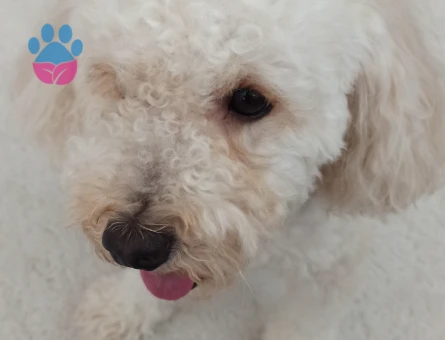 3 Yaşında Erkek Poodle Eş Arıyor