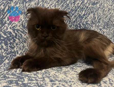 Kızımız milka ya eş arıyoruz