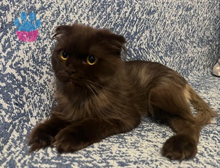 Kızımız milka ya eş arıyoruz