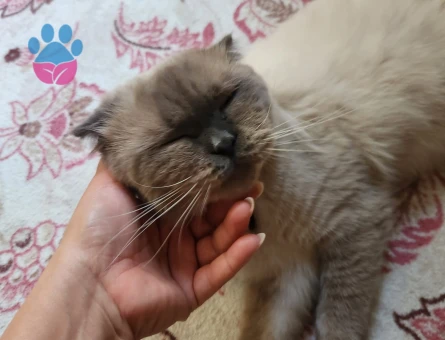 PARS OĞLUMUZ BRITHISH SORT HAIR EŞ ARIYOR!!!!😻💝🔥