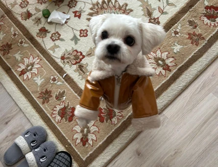 Maltese Terrier oğlumuza eş arıyoruz. - 118984579