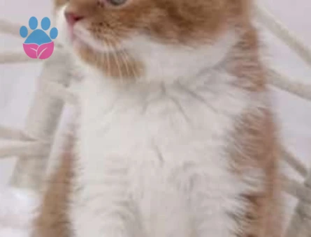 cinnamon bicolor british shorthair