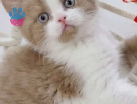 cinnamon bicolor british shorthair