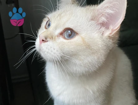 British Shorthair 1 Yaşında Eş Arıyor