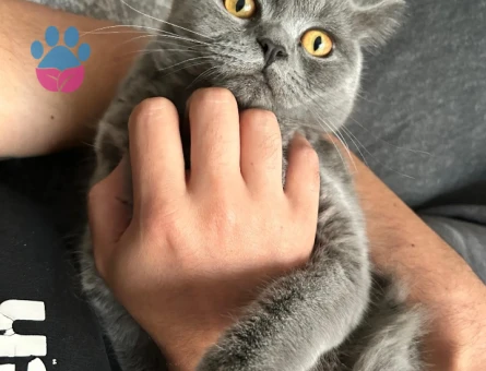 1 Yaşındaki British Short Hair Cins Kızımıza Eş Arıyoruz