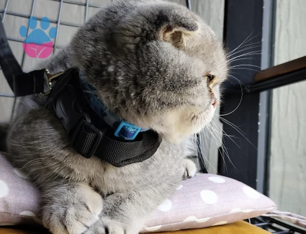 Oğluma gelin adayı arıyorum