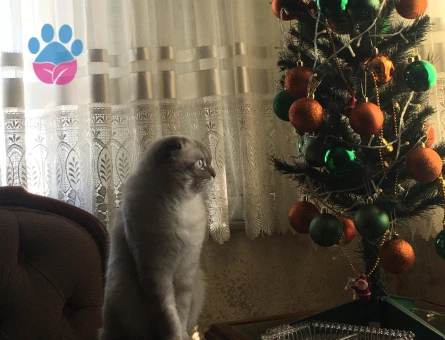 Scottish Fold 1 Yaşında Kedim Eş Arıyor