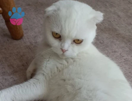 Scottish fold kızımız Eş Arıyor