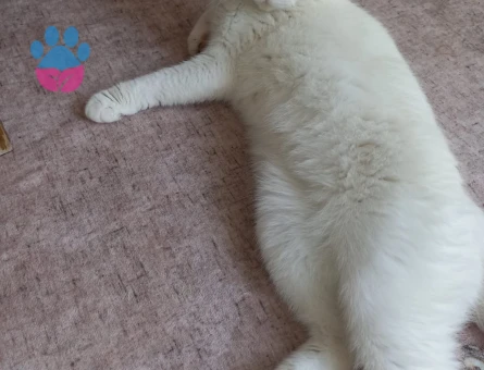 Scottish fold kızımız Eş Arıyor