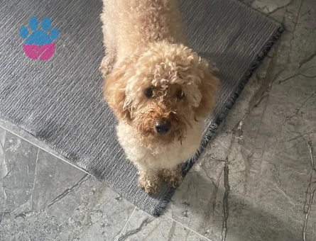 Toy poodle eş arıyoruz dişi