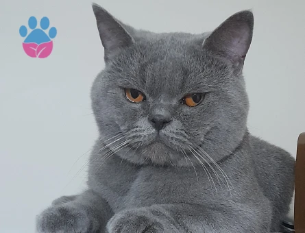 Oğluşumuz ilk eşini istiyor