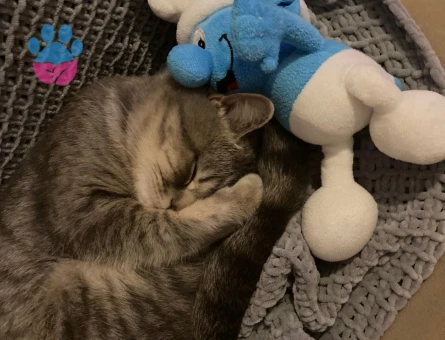 British Shorthair Oğluma Eş Arıyorum