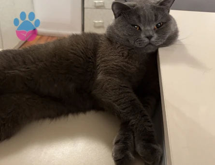 Ziba beyefendiye eş arıyoruz